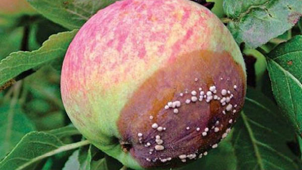4 napake vrtnarji, zaradi katerih so jabolka gnije na desni drevo