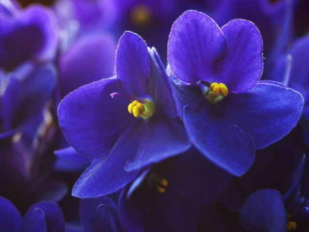 Purple vijolice so znak lastnega razvoja in duhovne rasti, pomagajo normalizirati odnose z drugimi, prinašajo harmonijo v komunikaciji. (Foto uporablja v skladu s standardno licenco © ofazende.ru)