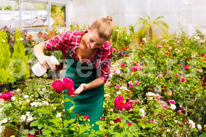 Gojenje vrtnic. Ilustracija za članek se uporablja za standardno dovoljenje © ofazende.ru