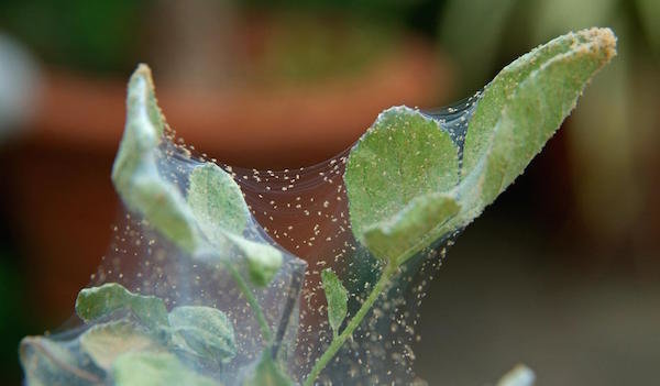 Kako se znebiti pršic na sobne rastline