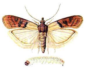 Nevaren škodljivec je hlevski (mlinski) molj in njegova gosenica.