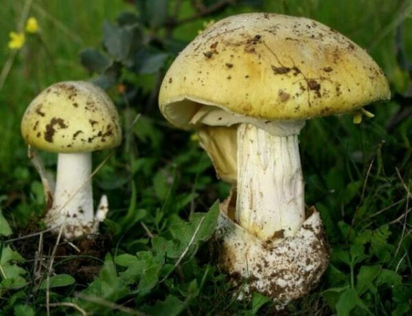 10 vrst strupenih gob, ki jih je bolje pustiti v gozdu