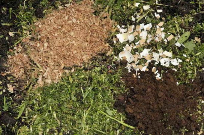 Jajčnih lupin bolje vključiti v zemljo s kopanjem v jeseni, skupaj z drugimi gnojili