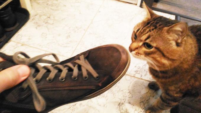 Sprejem čevljev moja mačka.
