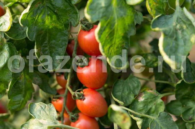 Raste paradižnik v rastlinjaku. Ilustracija za članek se uporablja za standardno dovoljenje © ofazende.ru