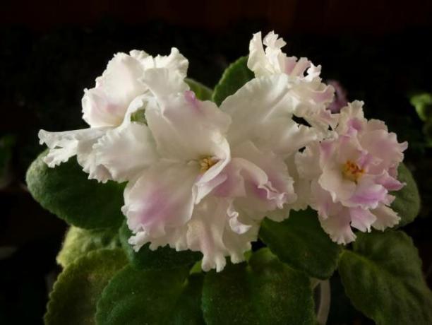 Štiri najboljše hranjenje za cvetenje vijolic pokrovček