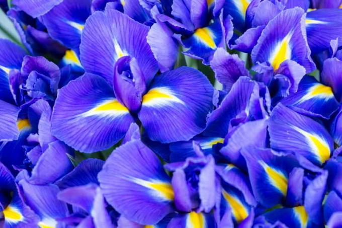 Blooming Iris. Ilustracija za članek se uporablja za standardno dovoljenje © ofazende.ru
