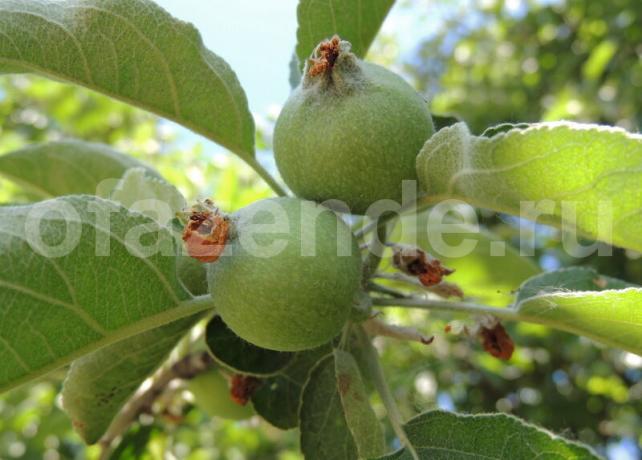 Jajčnikov jabolka na veji. Ilustracija za članek se uporablja za standardno dovoljenje © ofazende.ru