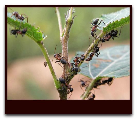 Mravlje zaščito uši
