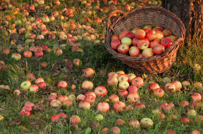 Kako uporabljati izredni jabolk z uporabo (ali) kako iz odpadkov v dobiček
