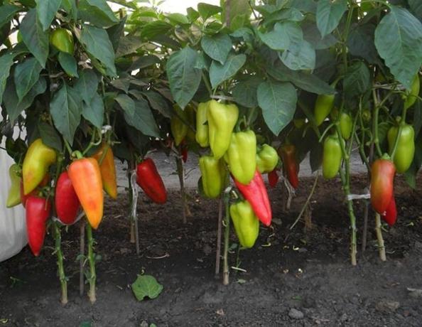 8 Nasveti za odličen pridelek paprike