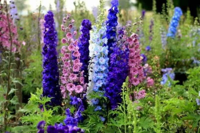 Pridelovanje Delphiniums iz semena doma