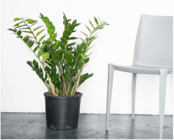 Zamioculcas - rastlina, ki izgleda ohladi v notranjosti. Ilustracije za članek vzet iz interneta