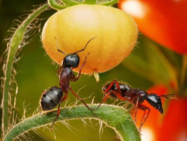 Popotnike vsako leto poskuša najti najboljši način za vrt mravlje. Ilustracija za članek se uporablja za standardno dovoljenje © ofazende.ru