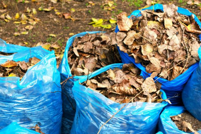 Odpadlega listja se lahko uporablja kot kompost ali mulčenje. Ilustracija za članek se uporablja za standardno dovoljenje © ofazende.ru