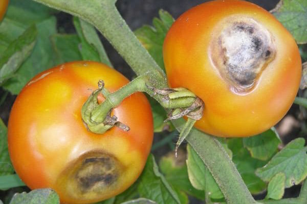 Brown-rjave pege na listih paradižnika: kaj to je in kako se boriti