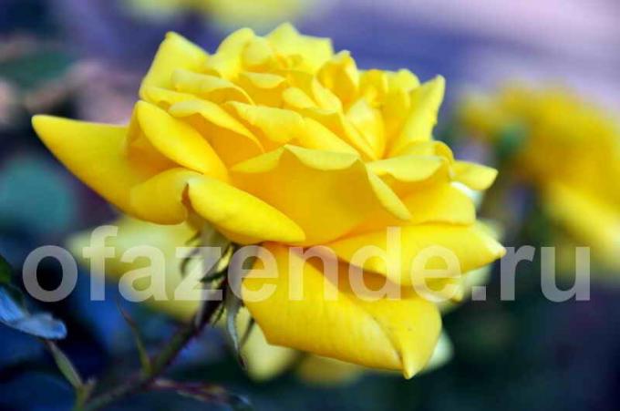 Moja najljubša rumena vrtnica na vrtu potrebuje zavetje