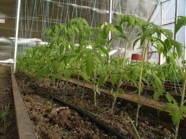 Kako zaščititi pridelek v rastlinjaku od škodljivcev in bolezni
