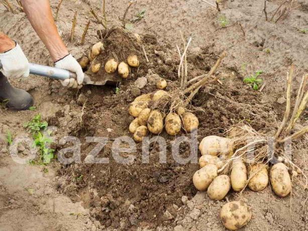 Odličen pridelek krompirja po metodi Balabanov