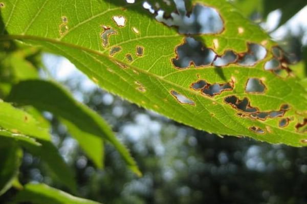 Moj učinkovit način za zaščito češnje iz listnih uši, weevils in gosenice