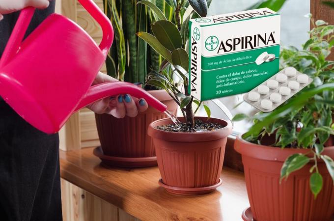 Aspirin - resnično odkritje za cvetje v zimskem času. Kaj je to in kako uporabiti