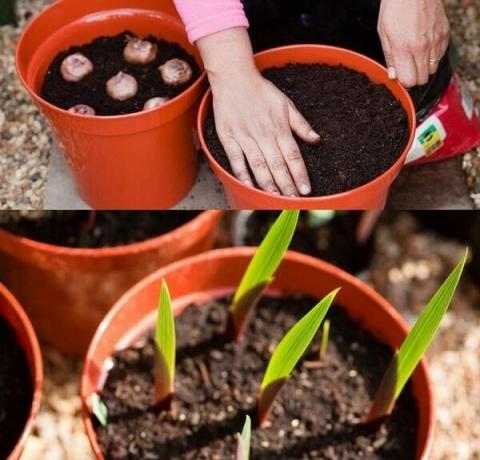 Seme metoda razmnoževanje gladiole vključuje nekaj težav, tako da vrtnarji novinci zatekajo k njim ni priporočljivo. Kakovostni funkcije vedno ni mogoče prenesti točno skozi semen. Reprodukcija sodobnih hibridov gladiole ni uspelo. Postopek seme vadili med rejci za razvoj novih sort. Če želite, da raste gladiole iz semen, je potrebno pridobiti sadilnega materiala visoke kakovosti. Kot pravilo, semena, predstavljeni v specializiranih trgovinah, so skrbno izbrani in v celoti v skladu s sorto.