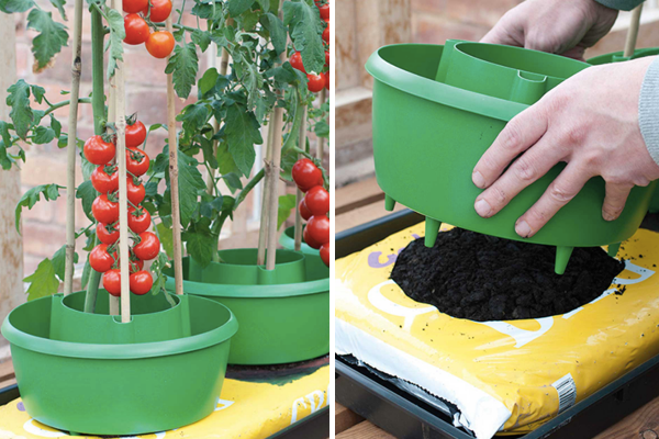 Ogled: https://www.harrodhorticultural.com/cache/product/615/615/tomato-plant-halos-3-2019117171.jpg