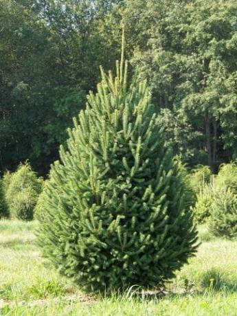 Kanadska smreka (Picea glauca)