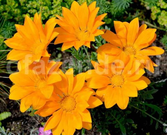 Gatsaniya cvet (Gazania): opis in pranje navodila