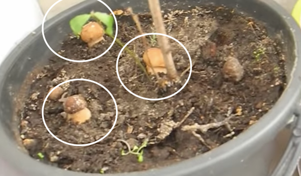 Kako rastejo gobe doma v belih lončkih