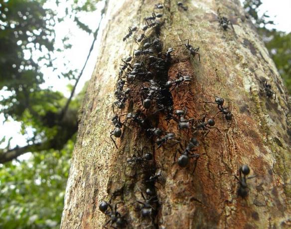 Dokazane načine za pomoč znebiti mravelj v vrtu in na vrtu