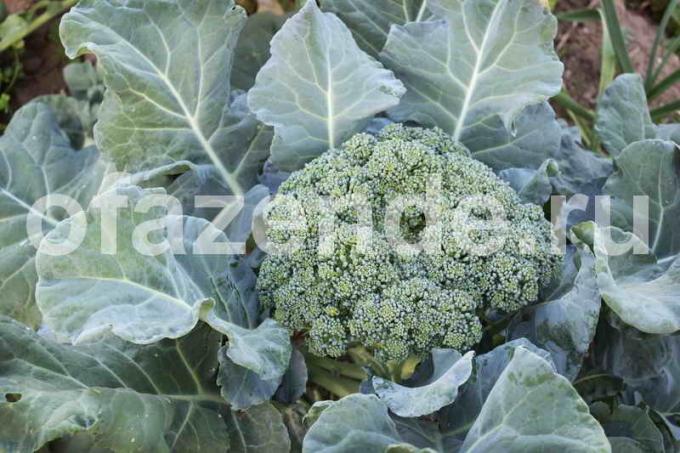 Gojenje brokoli. Ilustracija za članek se uporablja za standardno dovoljenje © ofazende.ru