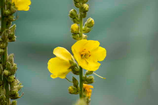 Bledo rumene cvetove. Ilustracija za članek se uporablja za standardno dovoljenje © ofazende.ru