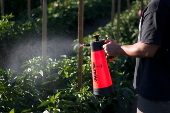 Naravna in popolnoma varna gnojilo za poper, ki daje dober pridelek