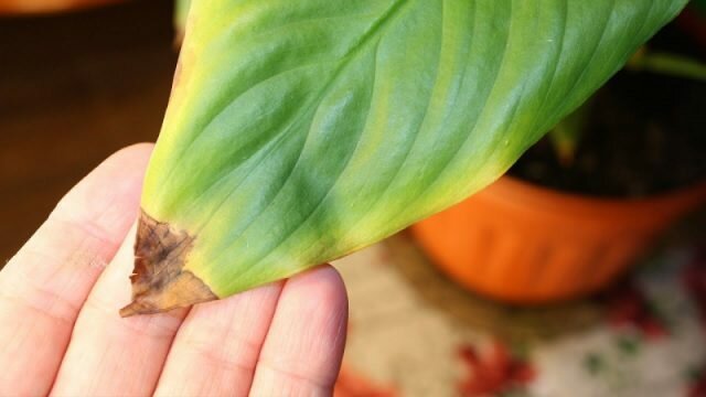 Tropical lep Spathiphyllum odziva na suhega in toplote med prvimi