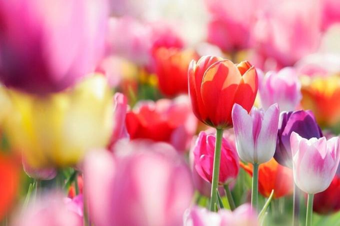 Cvetočih tulipanov. Ilustracija za članek se uporablja za standardno dovoljenje © ofazende.ru
