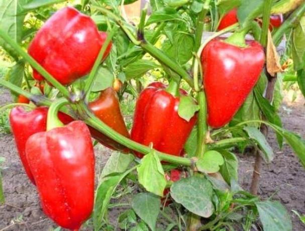 Gojenje zdravo sladko papriko brez bolezni. Nasveti vrtnar