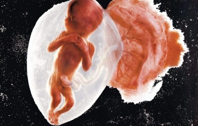 Prva slika dojenček zarodkov.