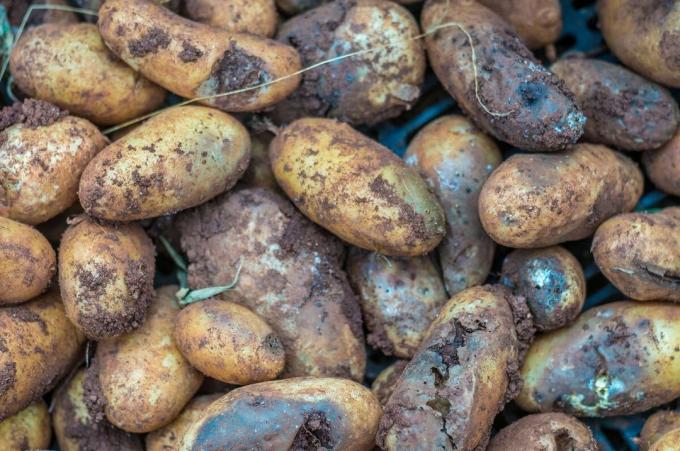 5 glavnih razlogov, da lahko gnilobe krompirja v kleti