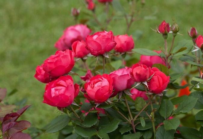 Hardy in nezahtevna - kanadski Rose