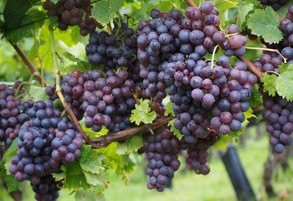 Kako rastlin in skrb za vinsko trto, da bi dobili dober pridelek