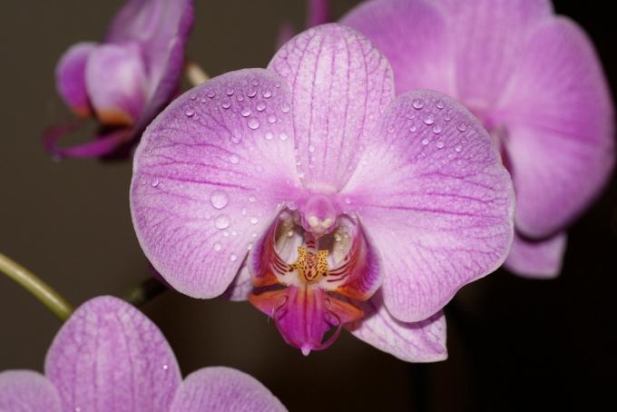 Kuhinja z orhidejami (45 fotografij): video navodila za namestitev, naredite sami, značilnosti kuhinjskih kotičkov, tovrstne slušalke, cena, fotografija