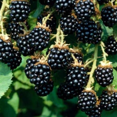 Kako rastejo bogat pridelek vrt blackberry