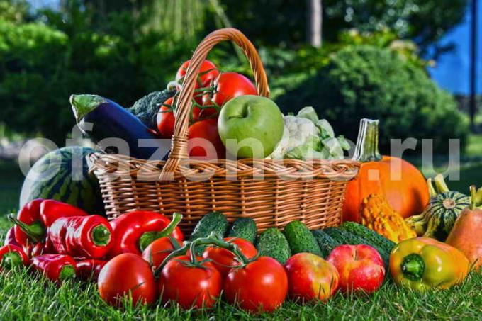 Zbiranje zelenjave. Ilustracija za članek se uporablja za standardno dovoljenje © ofazende.ru