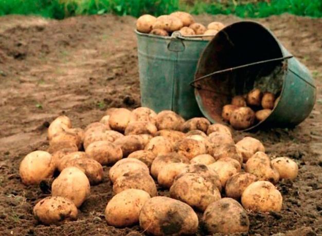 Kako povečati donos krompirja