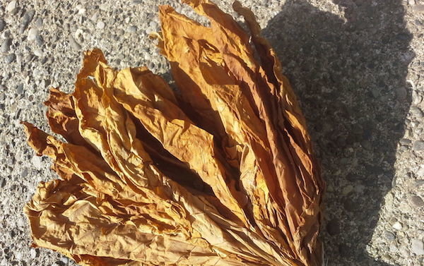 Posušeni listi tobaka so lahko pokvarjeni in razpadel v rokah