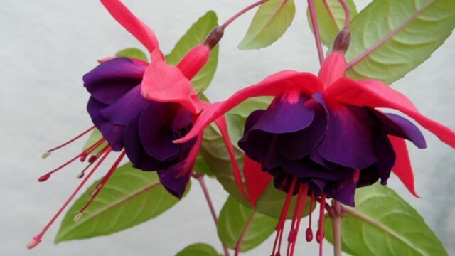 Dvojni cvetovi s škrlatnimi čašnih in temno vijolično venčnih listov