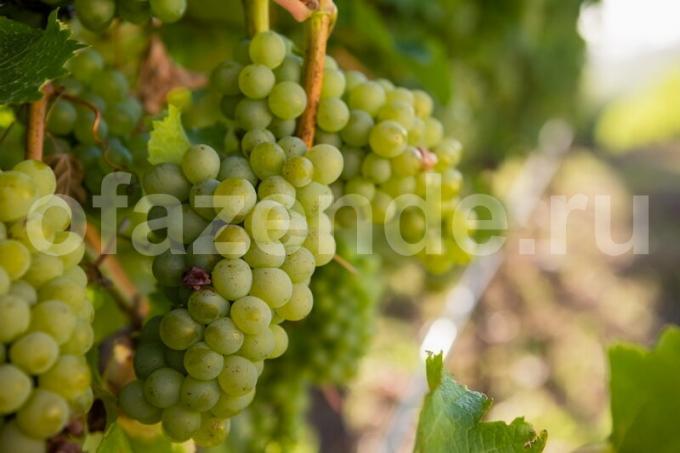 Pridelava grozdja. Ilustracija za članek se uporablja za standardno dovoljenje © ofazende.ru