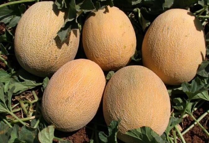 Kako rastejo dober pridelek melon v vrtu. praktični nasveti