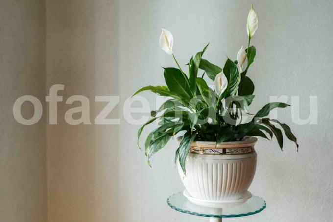 Beautiful houseplant Spathiphyllum (ženska sreča)